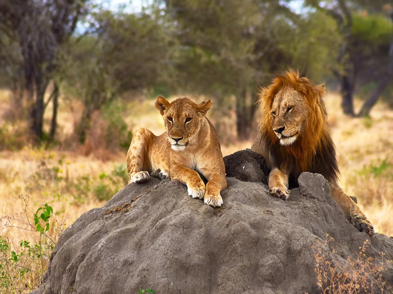 Tanzania Safari Experience