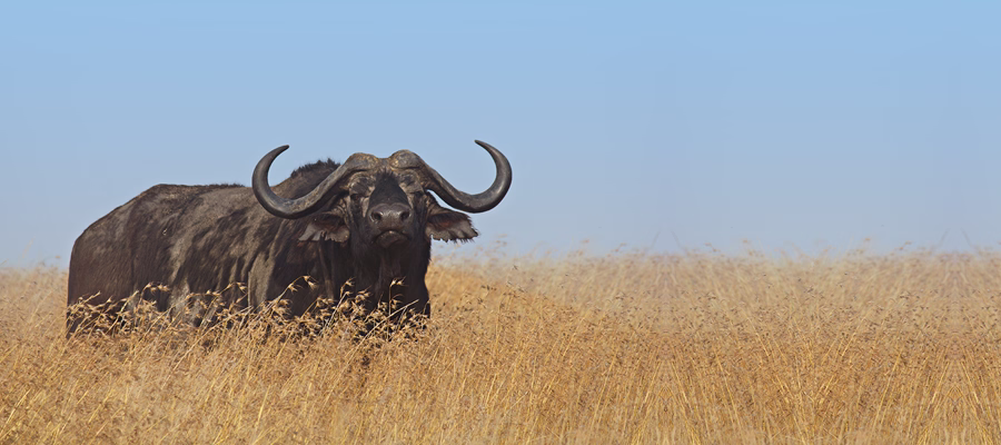 7 Days Big Five Safaris In Tanzania