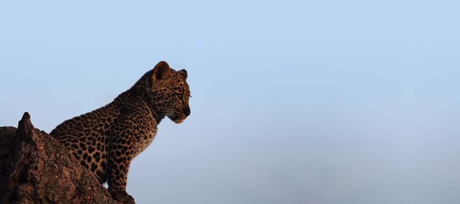 10 Days Southern Tanzania Safari