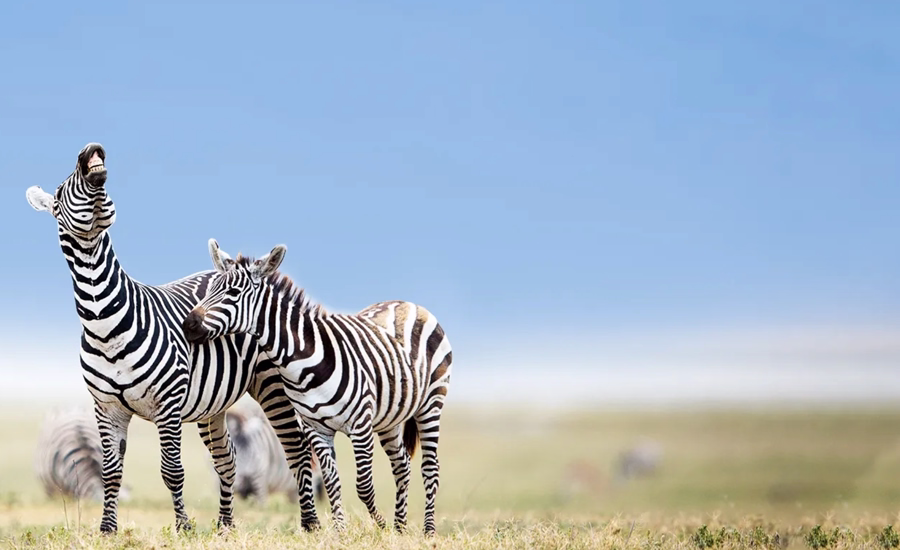 Susutainable Tanzania Classic Safari