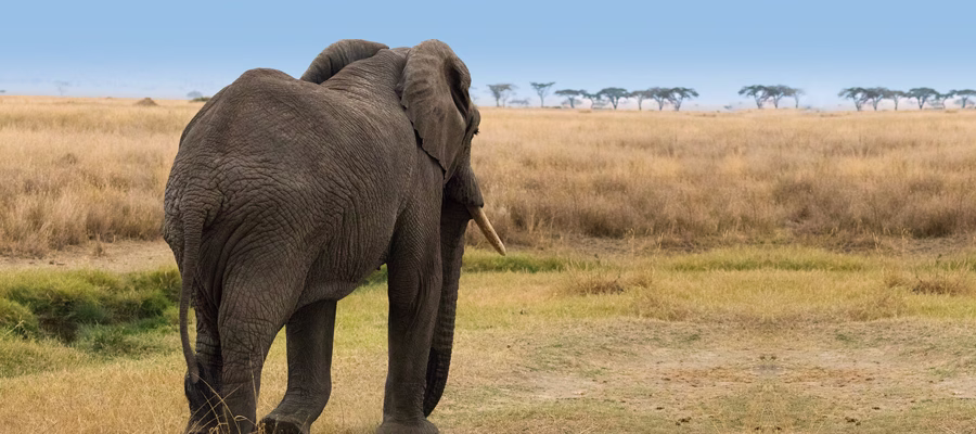 Tanzania Classic Safaris