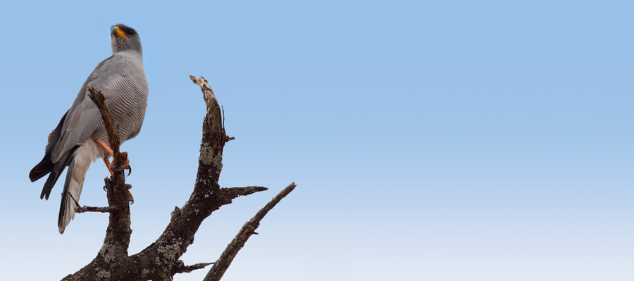 13 Days Ultimate Southern Tanzania Safari