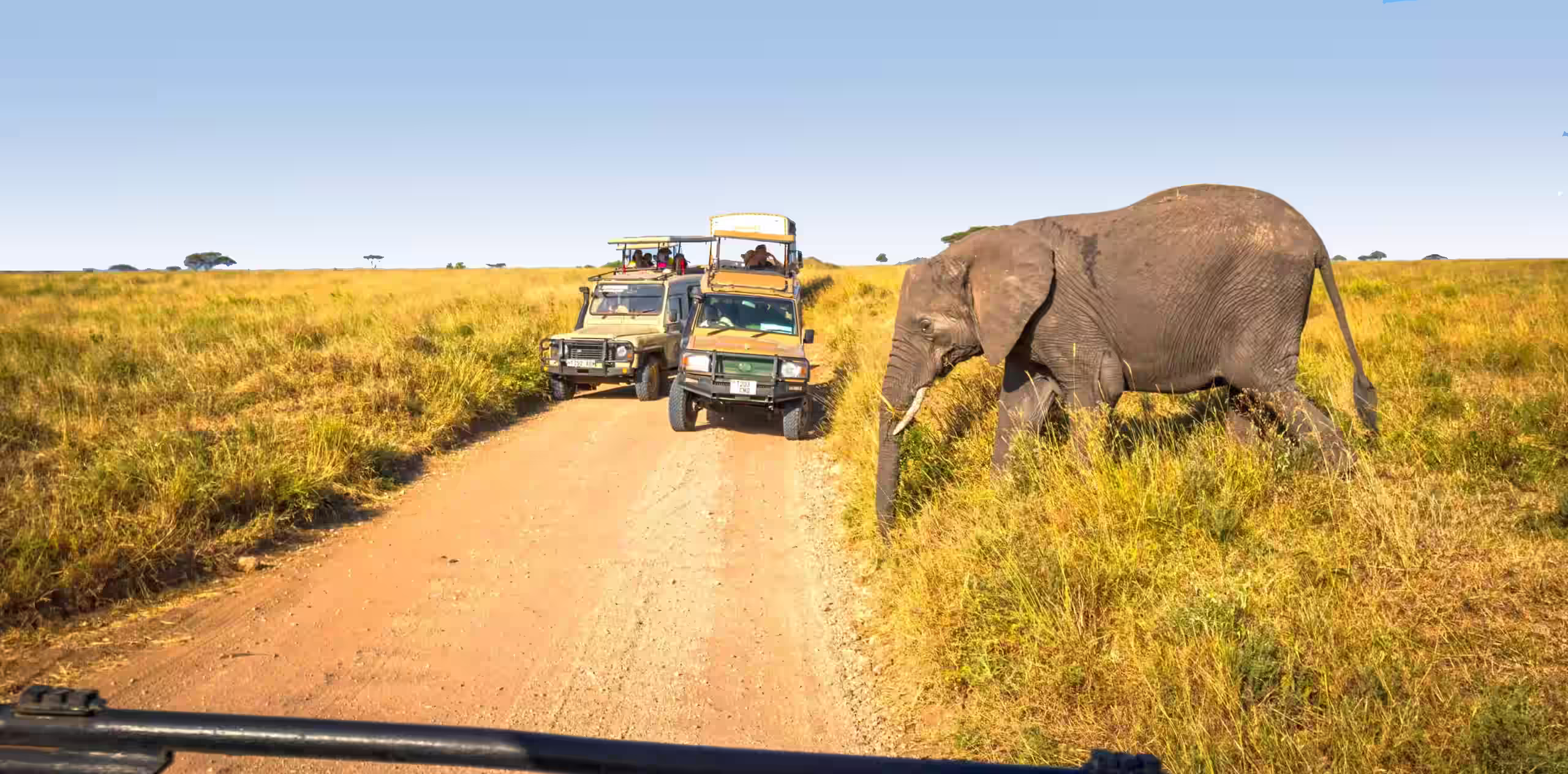 Tanzania Wildlife Safari Packages