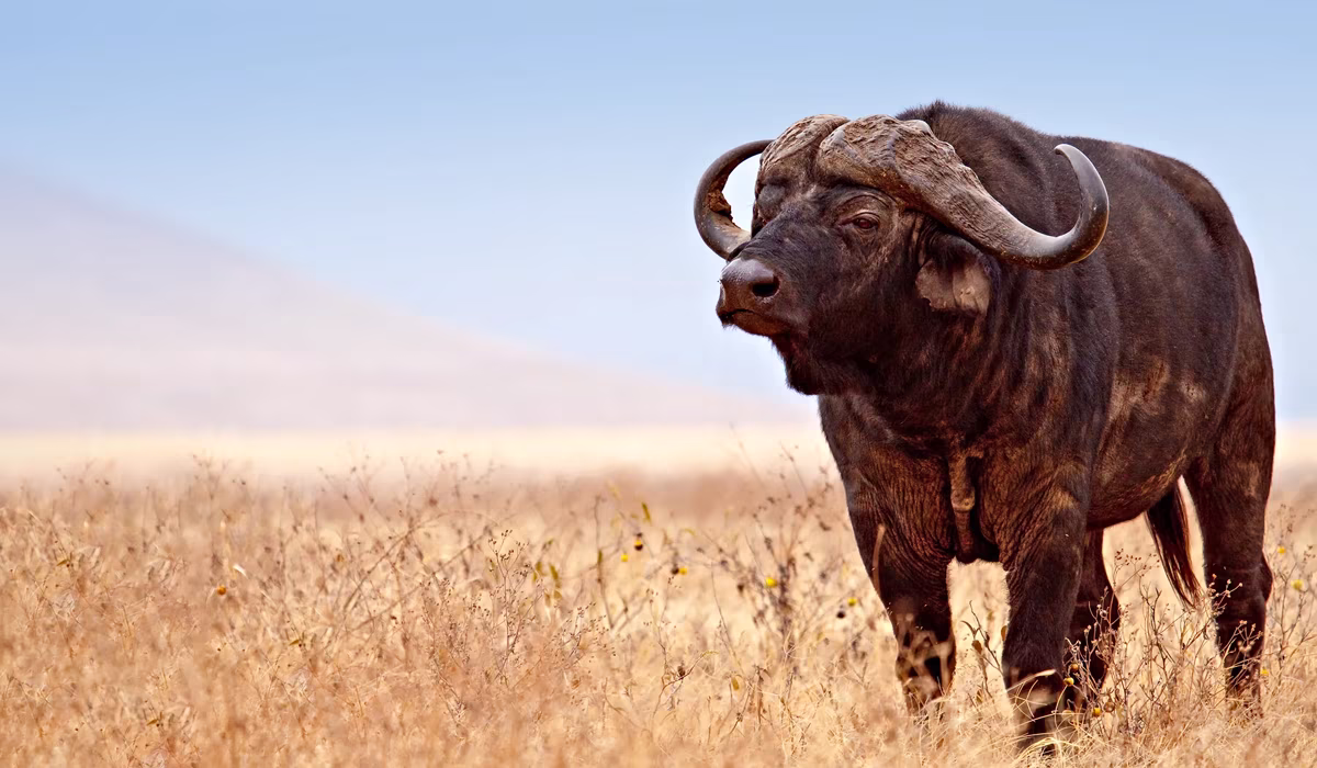 Big Five Safaris In Tanzania