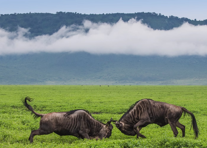 Serengeti Wildebeest Migration