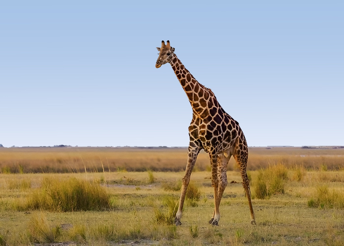 Tanzania Closer To Nature