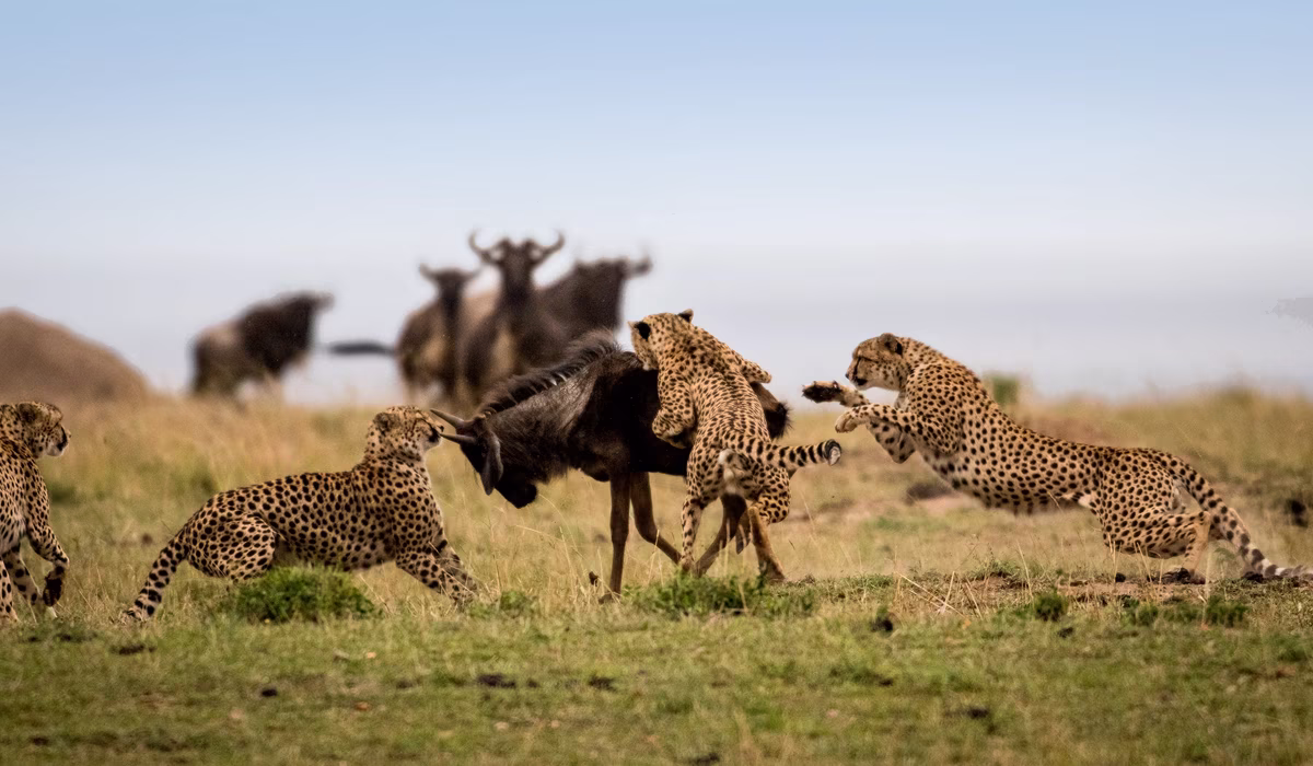 Tanzania Adventure Tour Packages