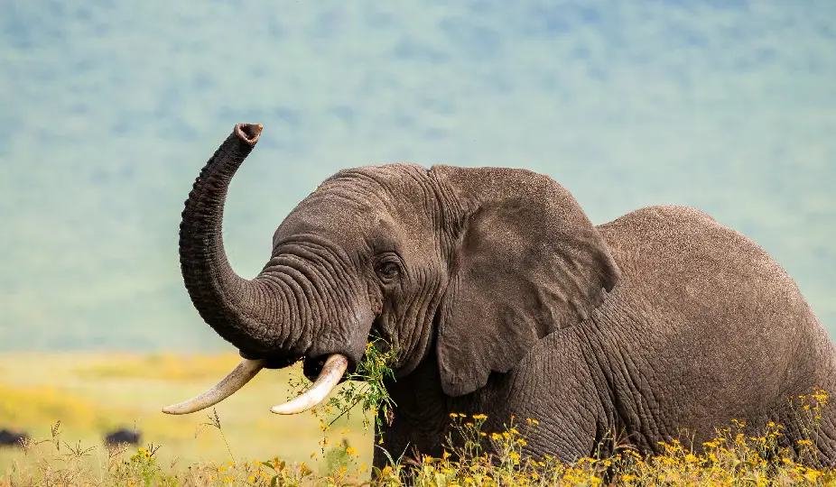 Tanzania Safari Experience