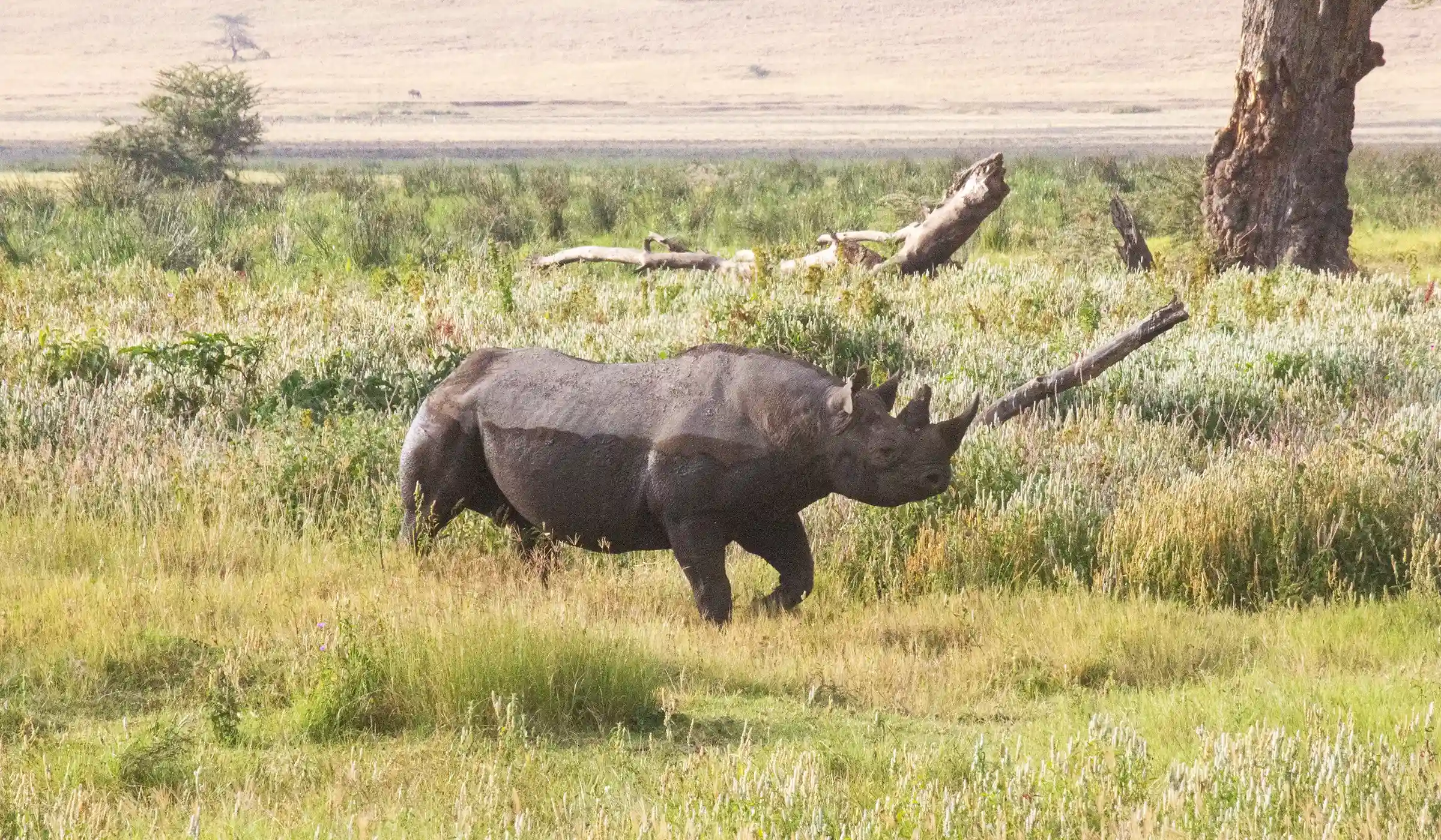 Tanzania Low Season Safari Cost