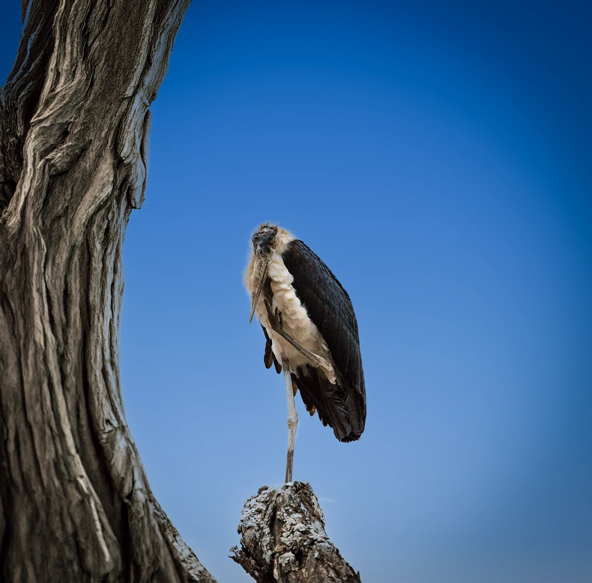 Birdwatching Safaris