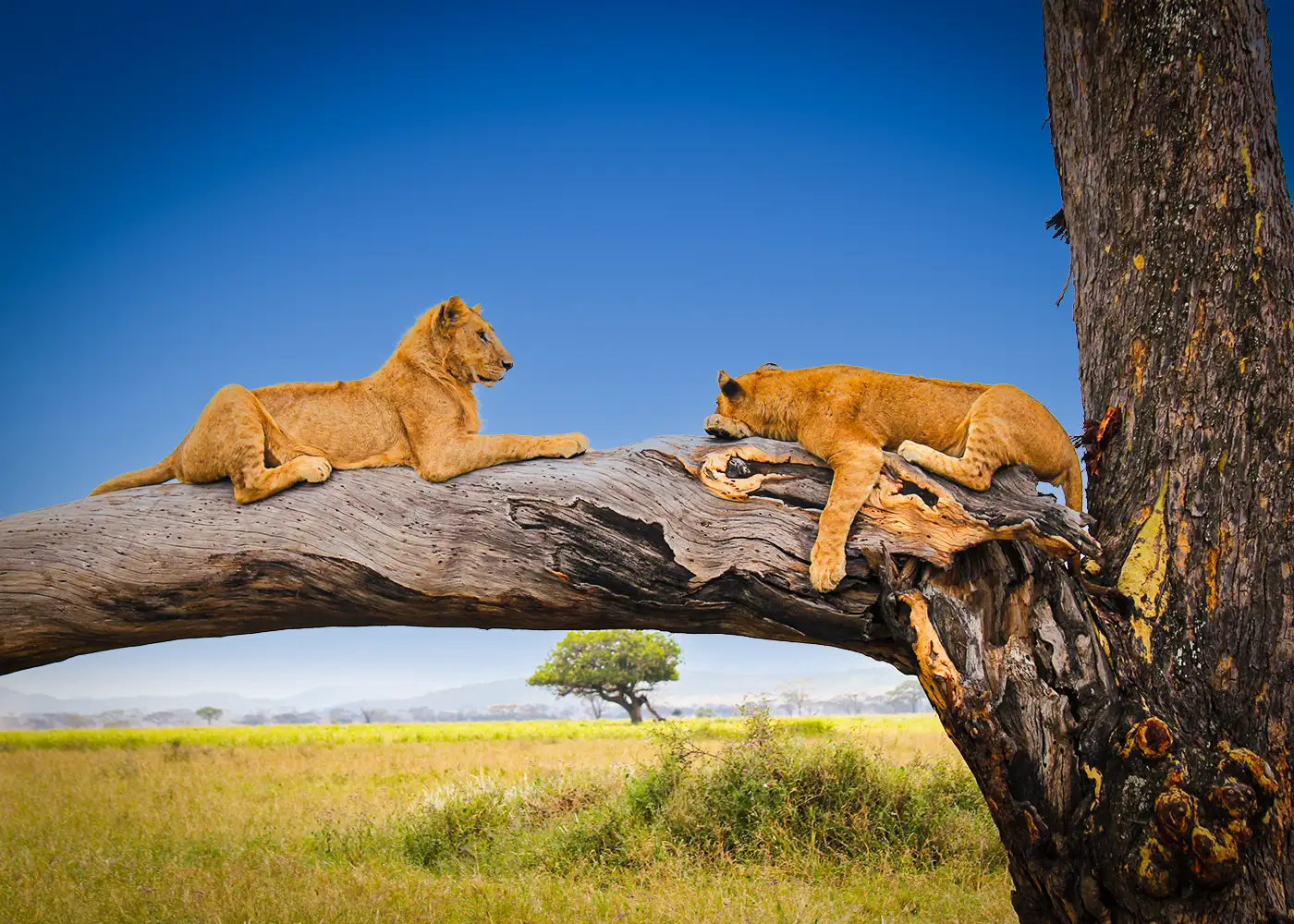 Game Viewing
