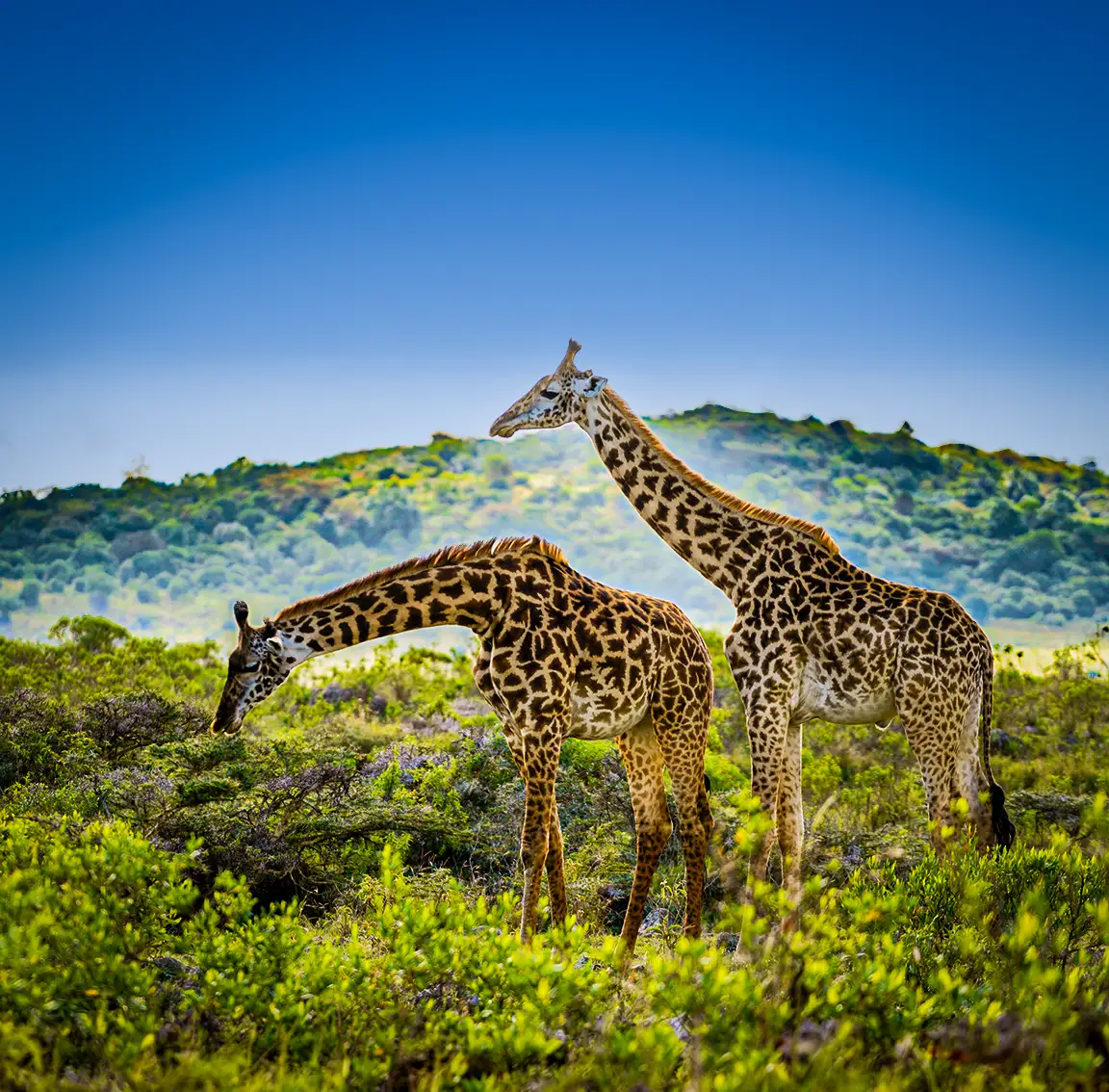 Arusha National Park