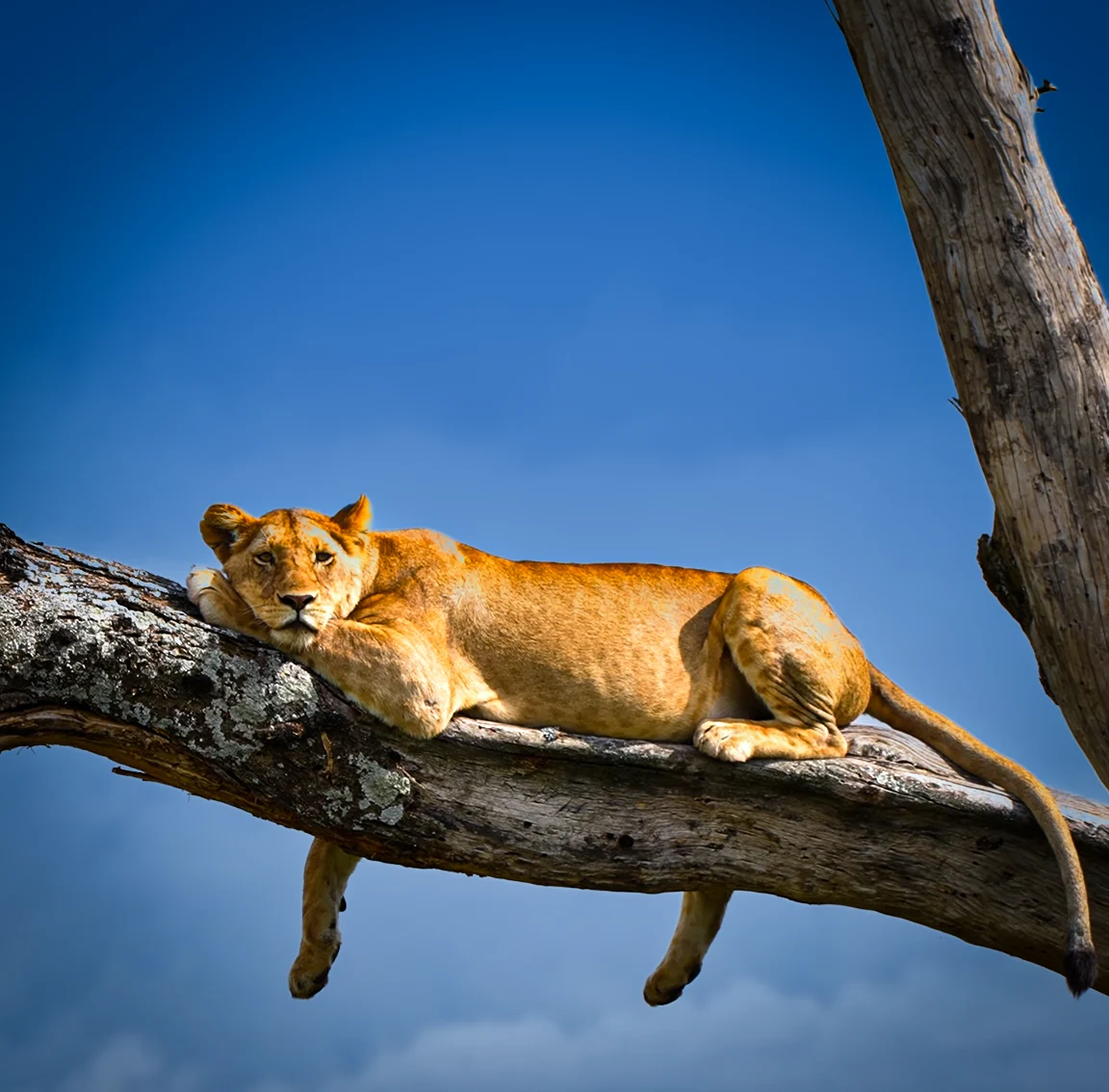 Lake Manyara National Park