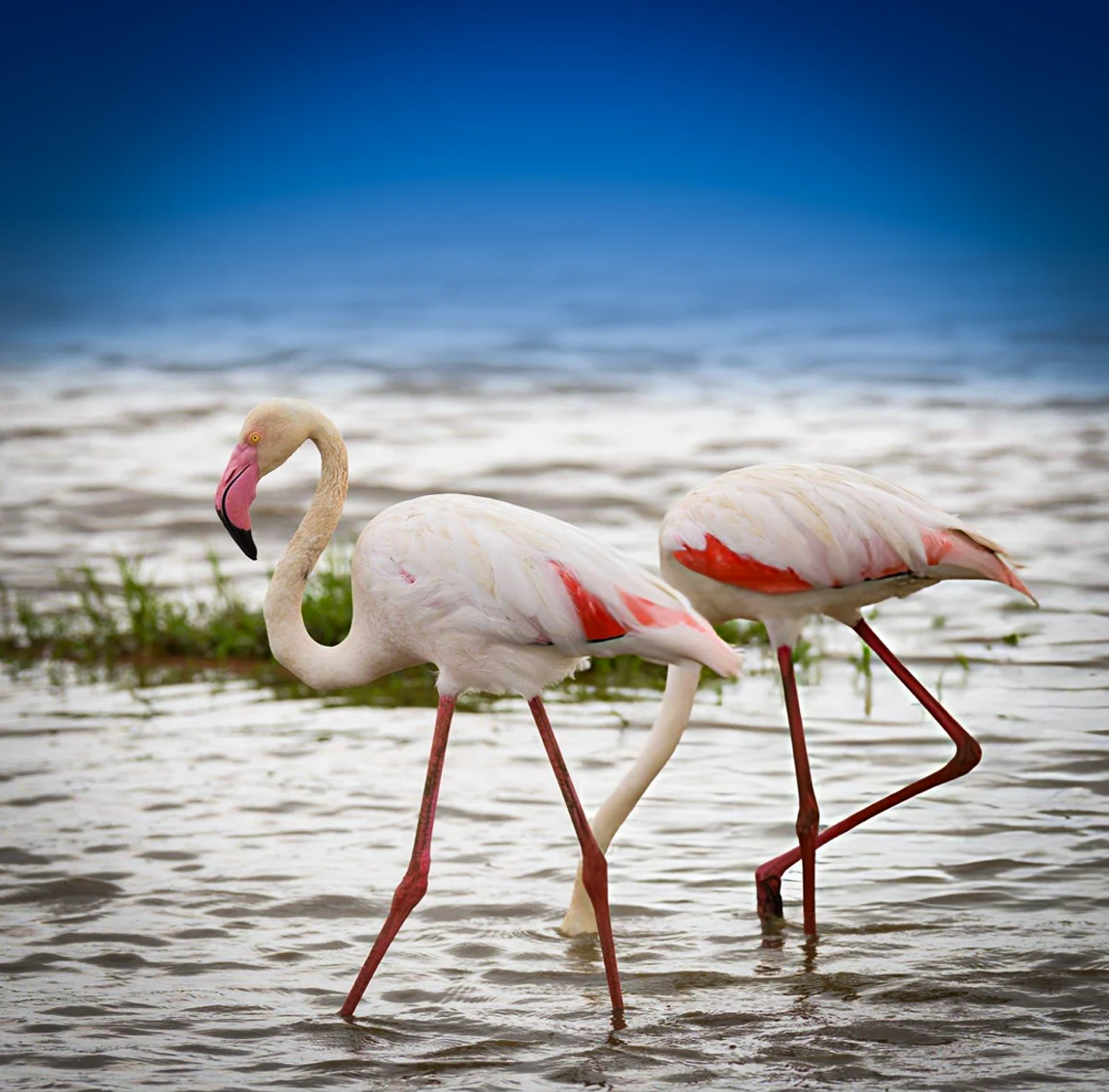 Lake Manyara National Park