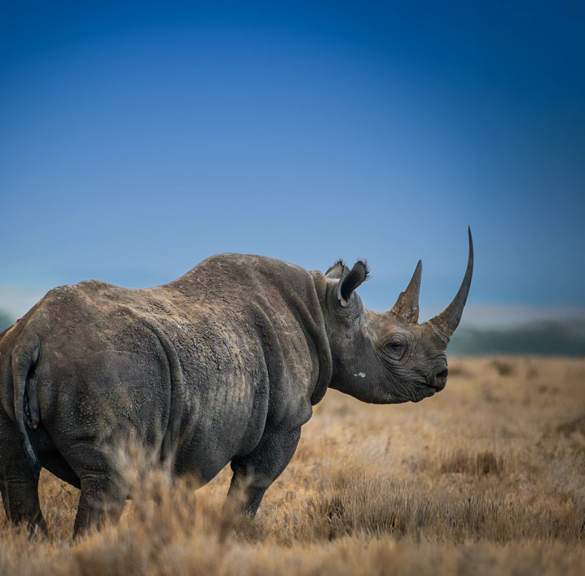 Ngorongoro Conservation Area