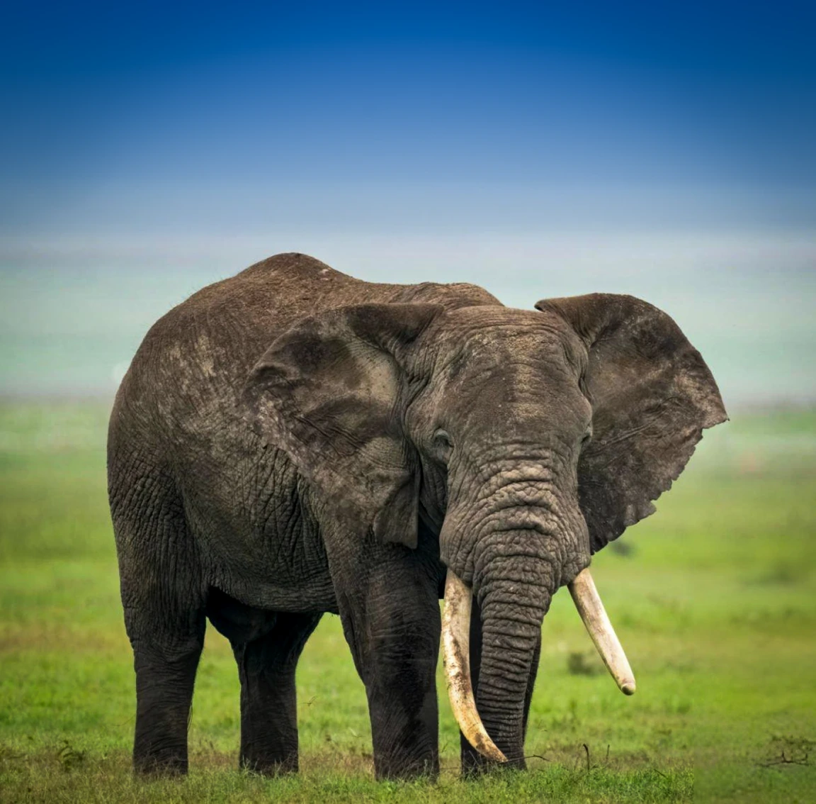 Ngorongoro Conservation Area