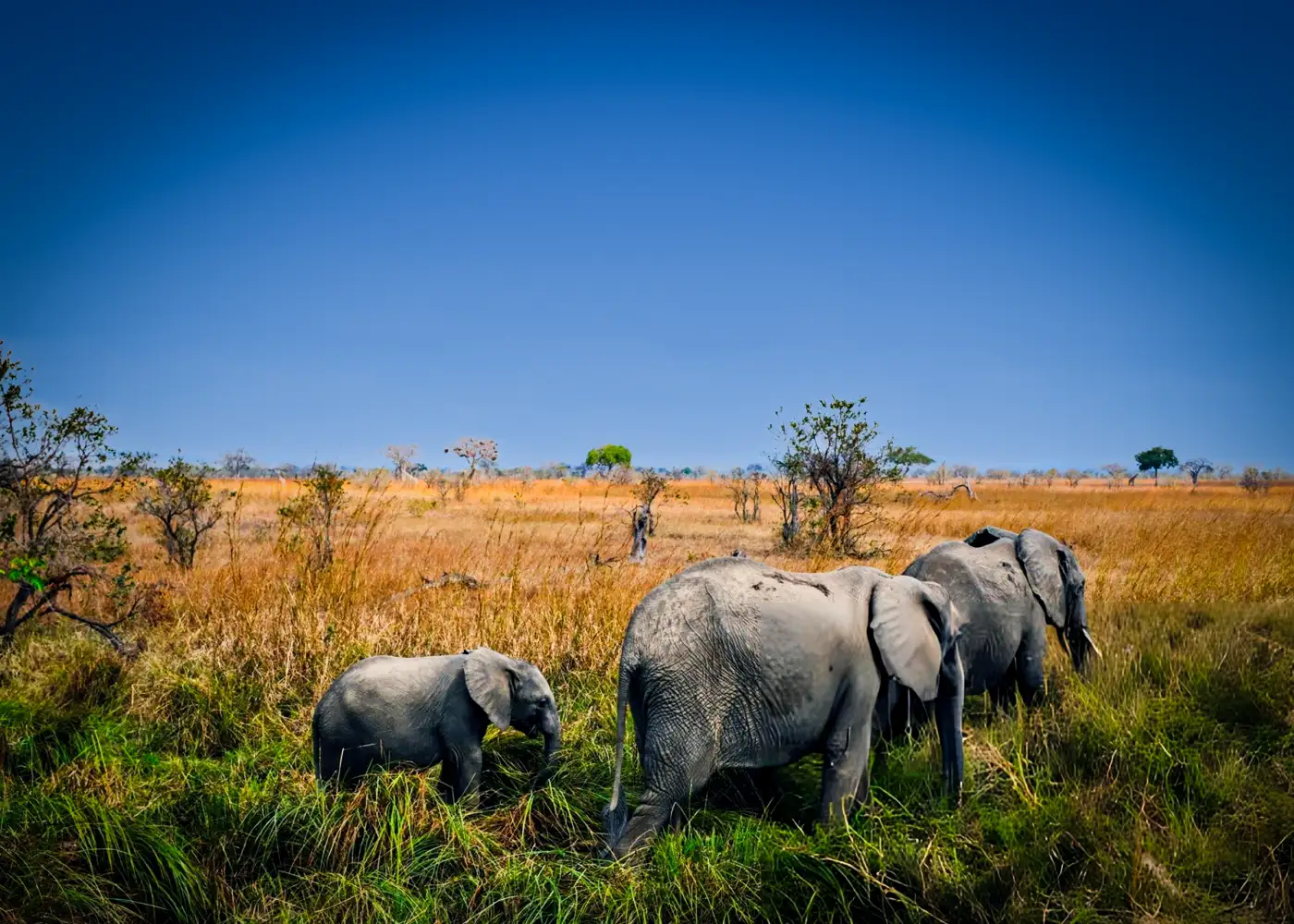 Wildlife Viewing in Tanzania