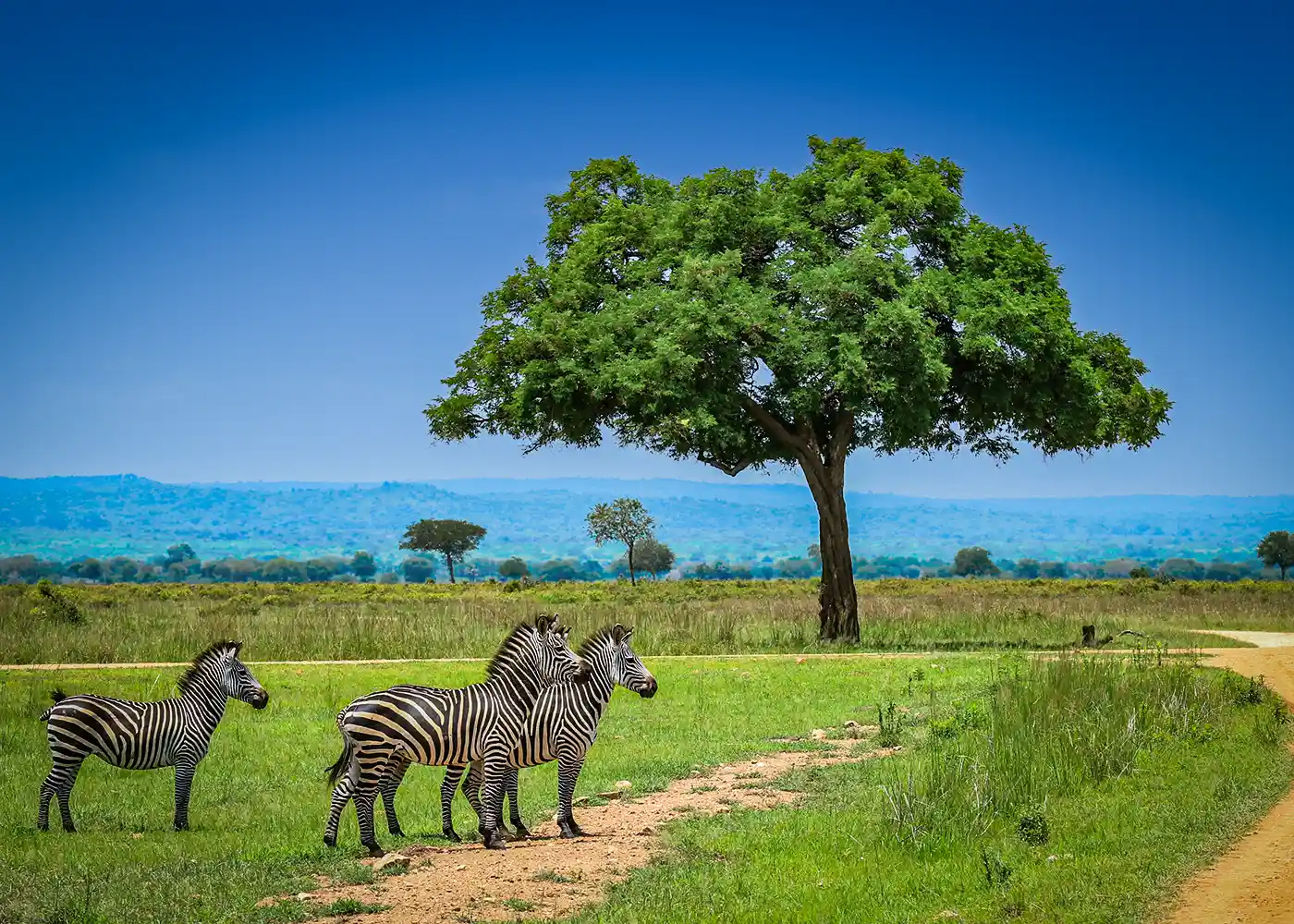 Wildlife Viewing in Tanzania