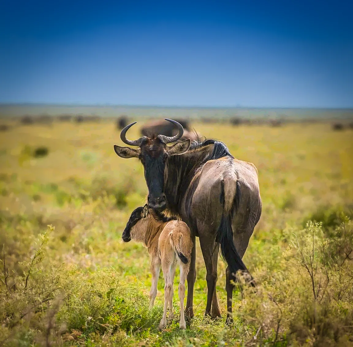 Serengeti National Park