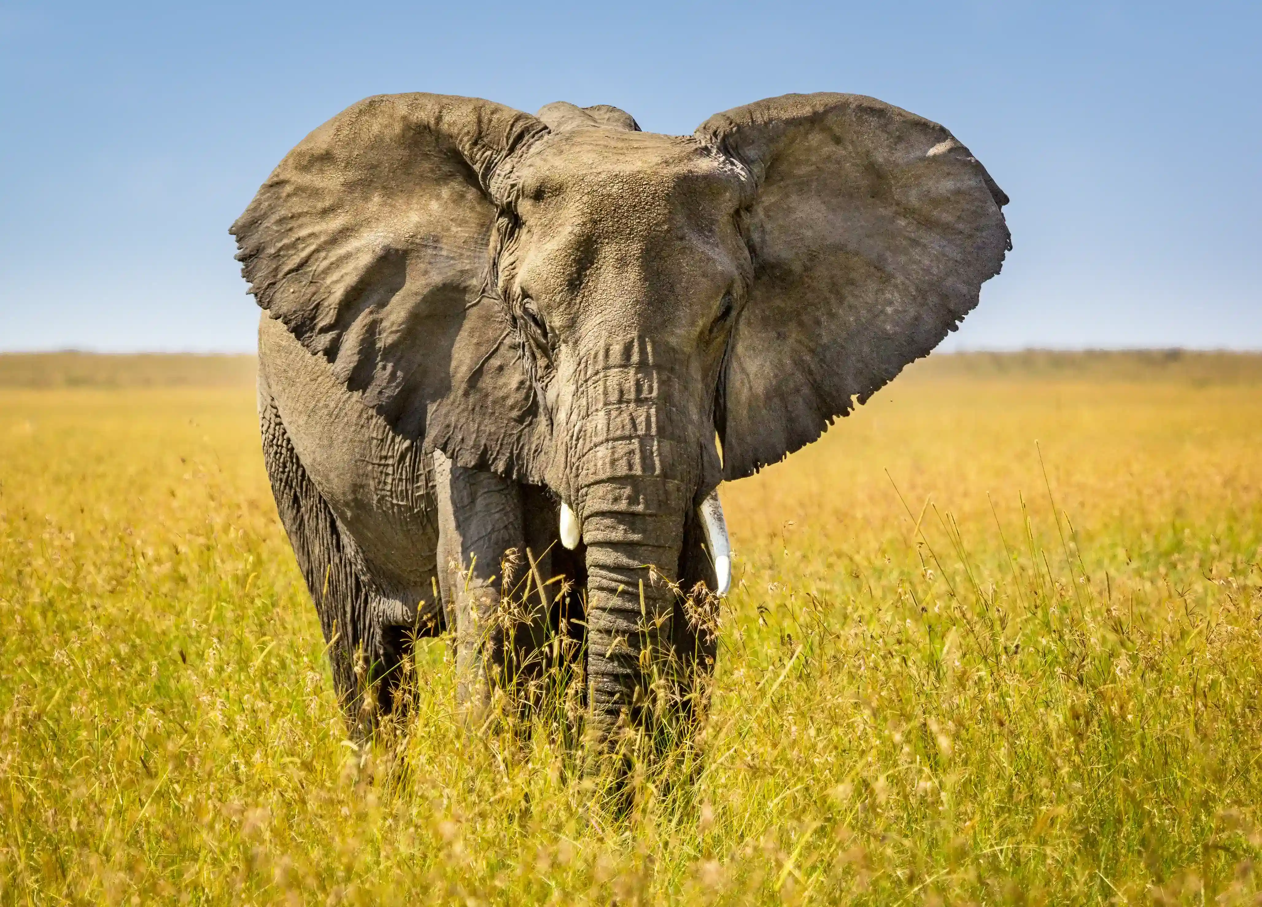 Tanzania Safari Cost From Australia