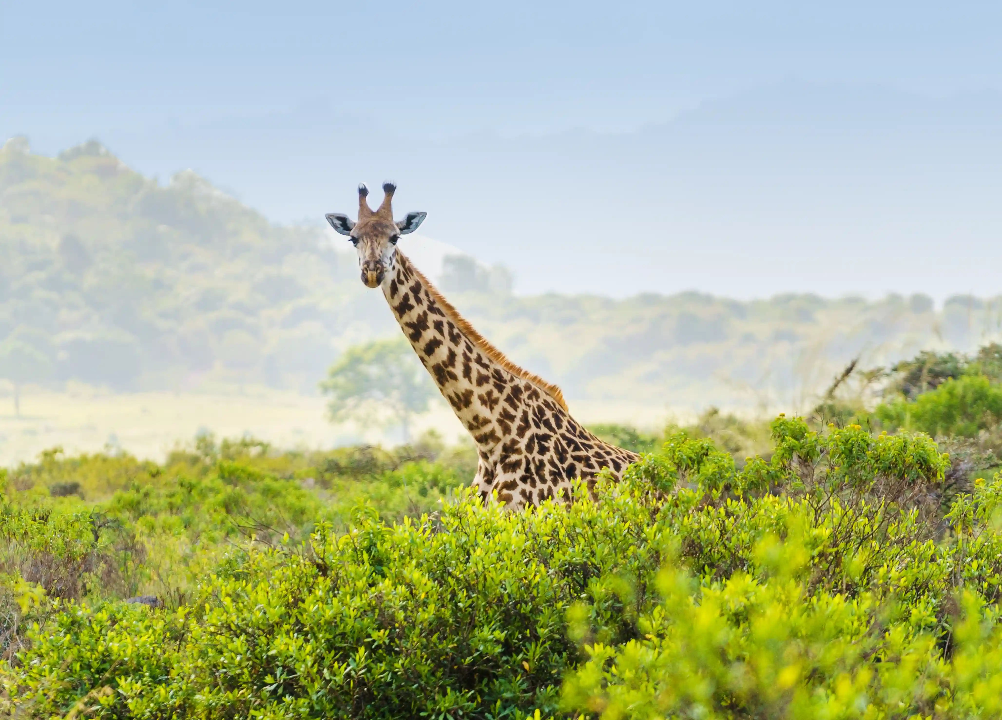 Tanzania Safari Cost Europe