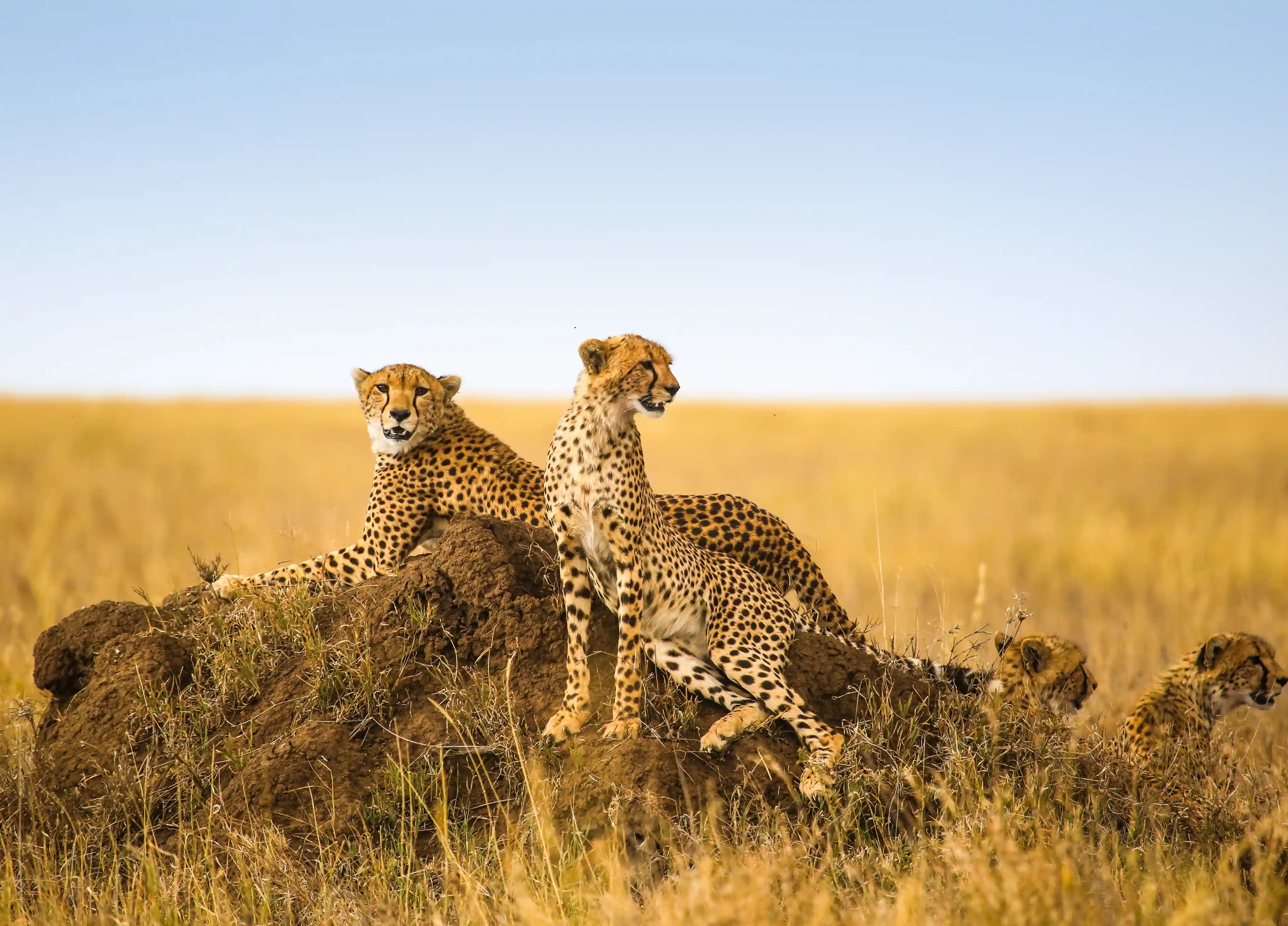 Average Tanzania Safari Cost From Europe