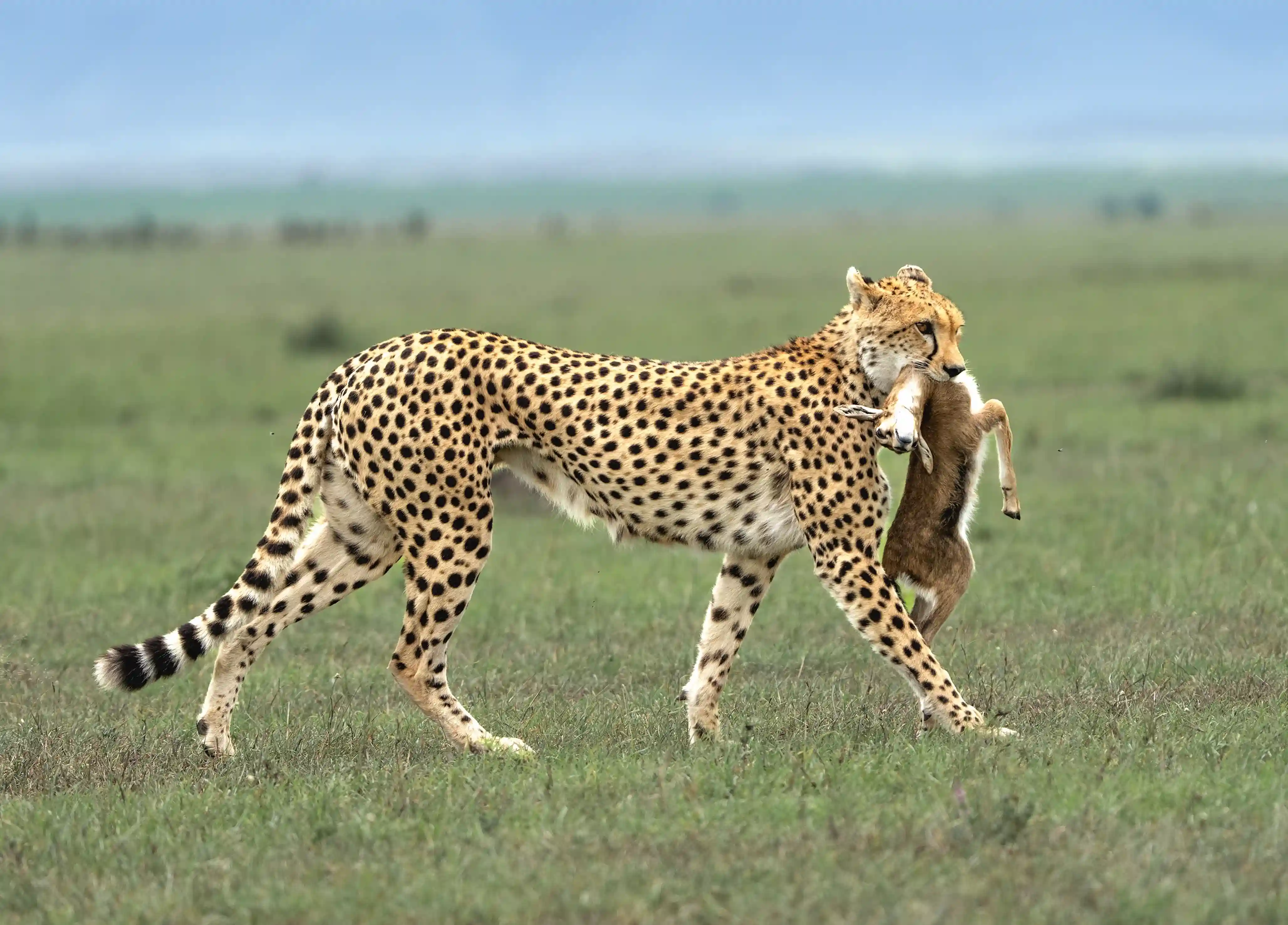 Tanzania Safari