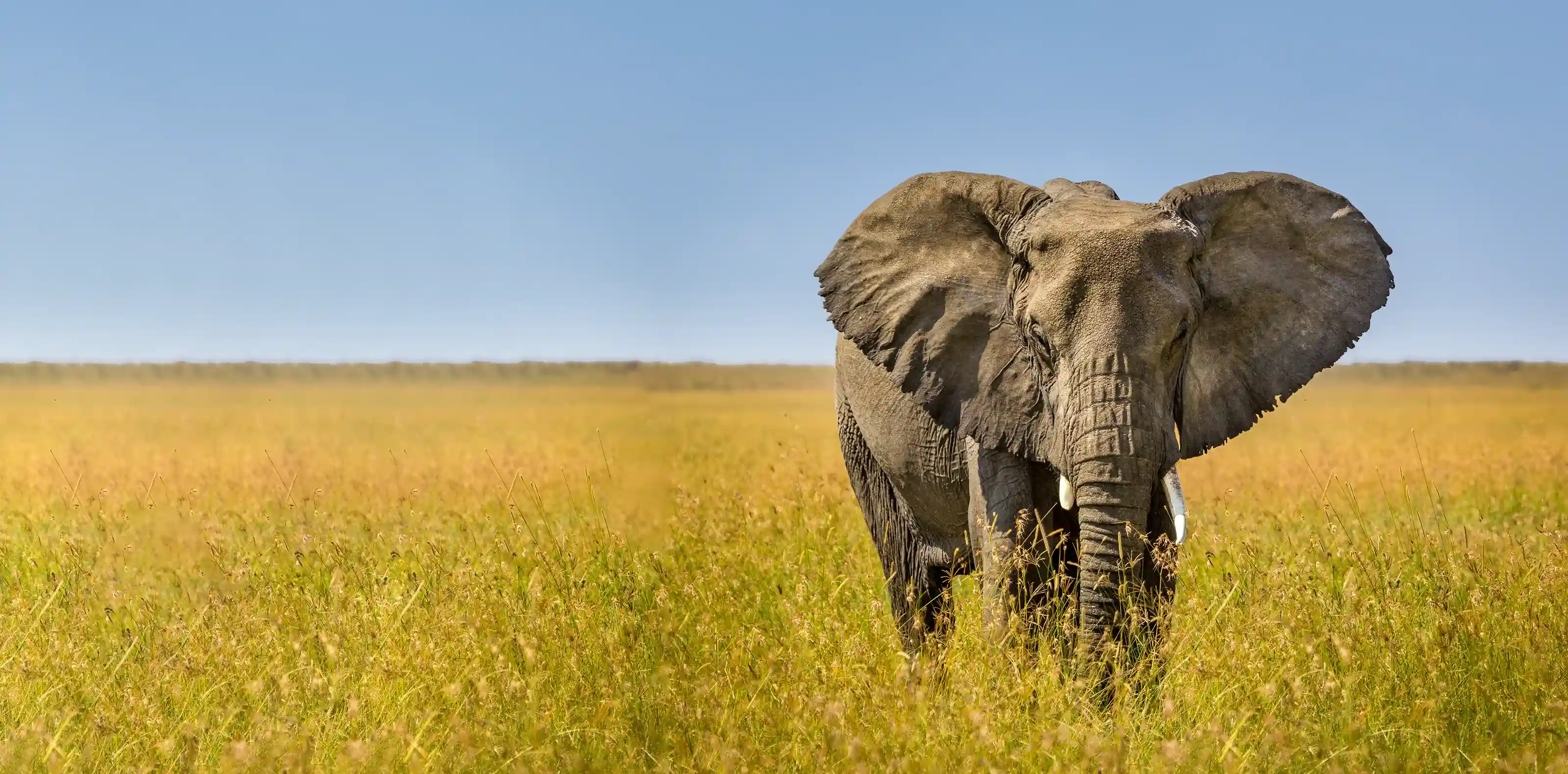 Tanzania Safari Faqs