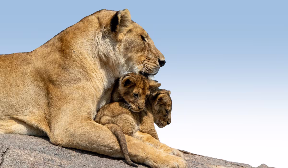 Tanzania Safari Planning