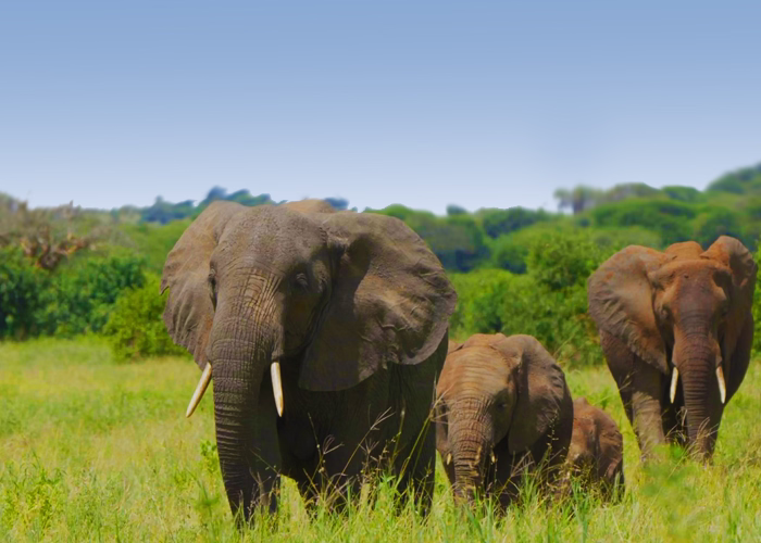 Things To See In Tanzania