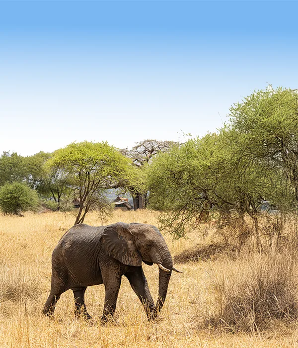 Tarangire Flyout Safaris