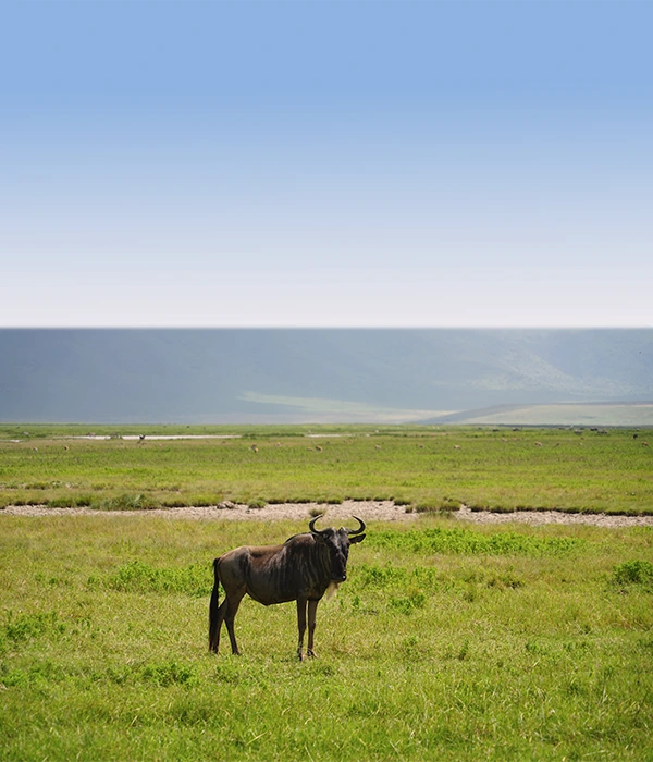 Tarangire Flyout Safaris