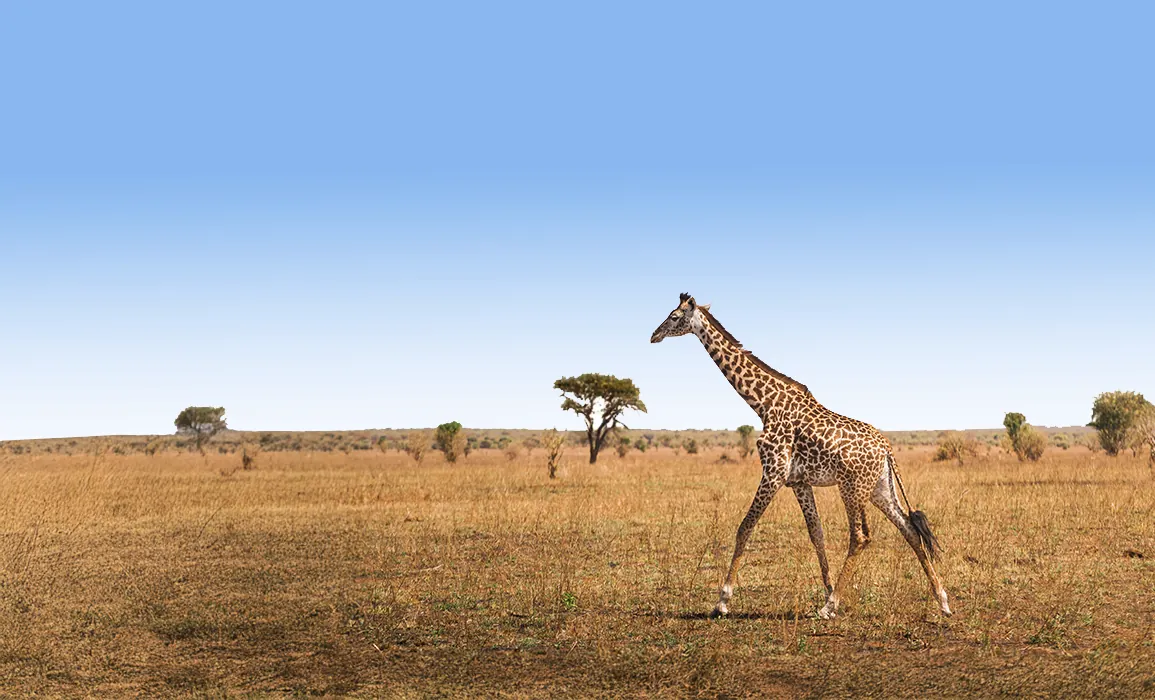 8 Days Tarangire Flyout Safari