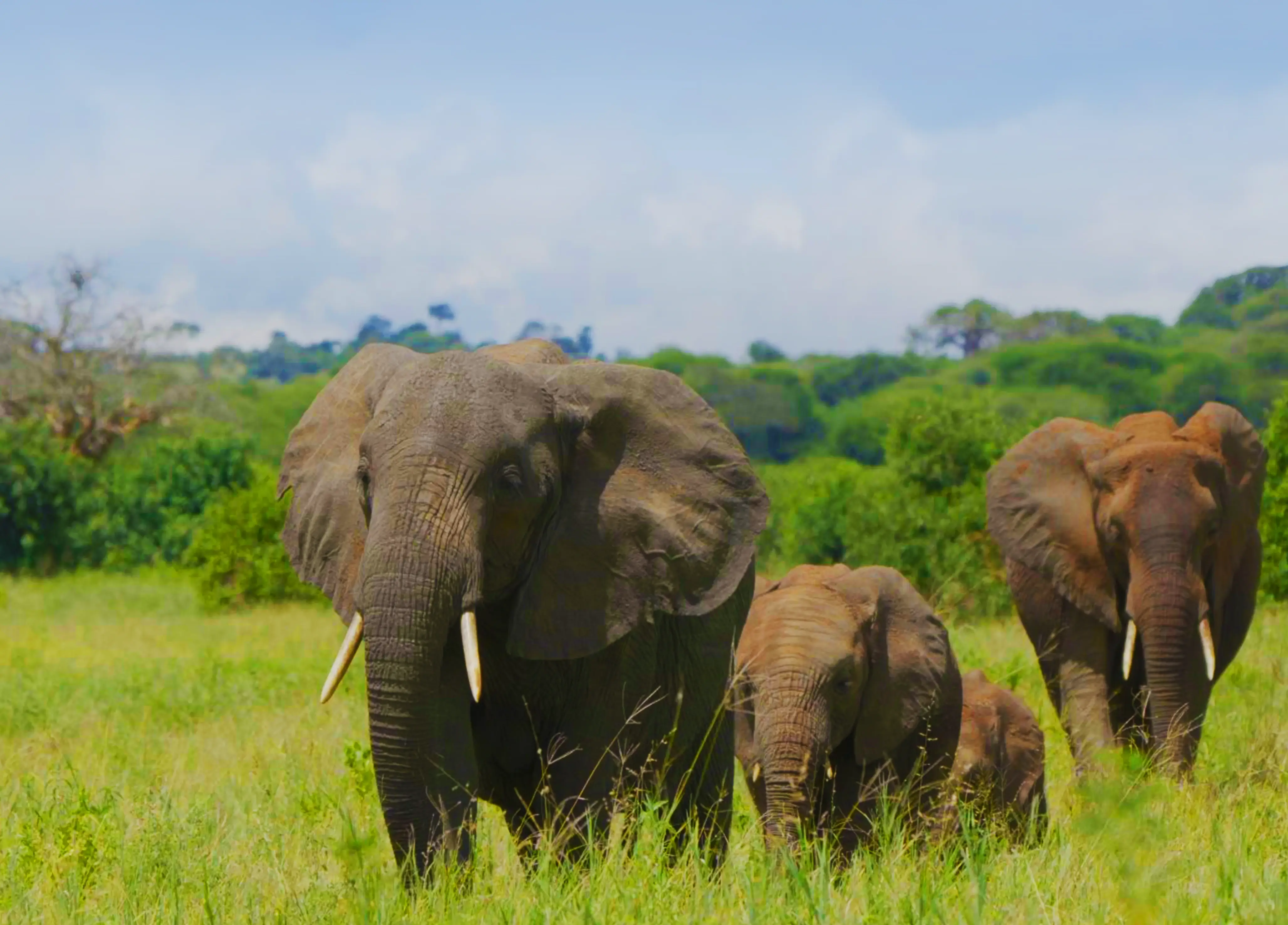 Tarangire National Park
