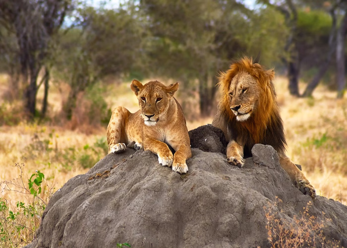 Southern Tanzania Safari