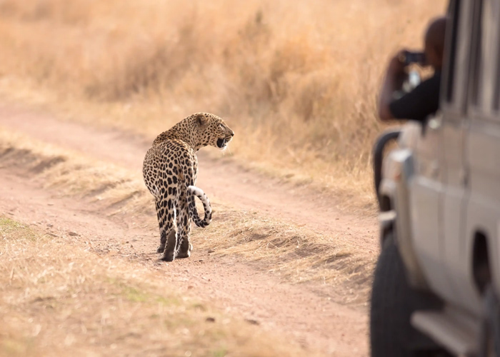 Southern Tanzania Safari