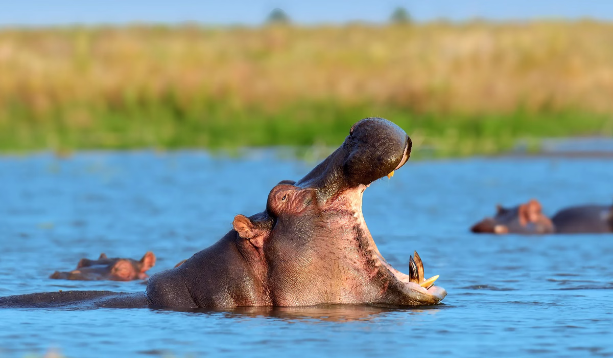Southern Tanzania Safari