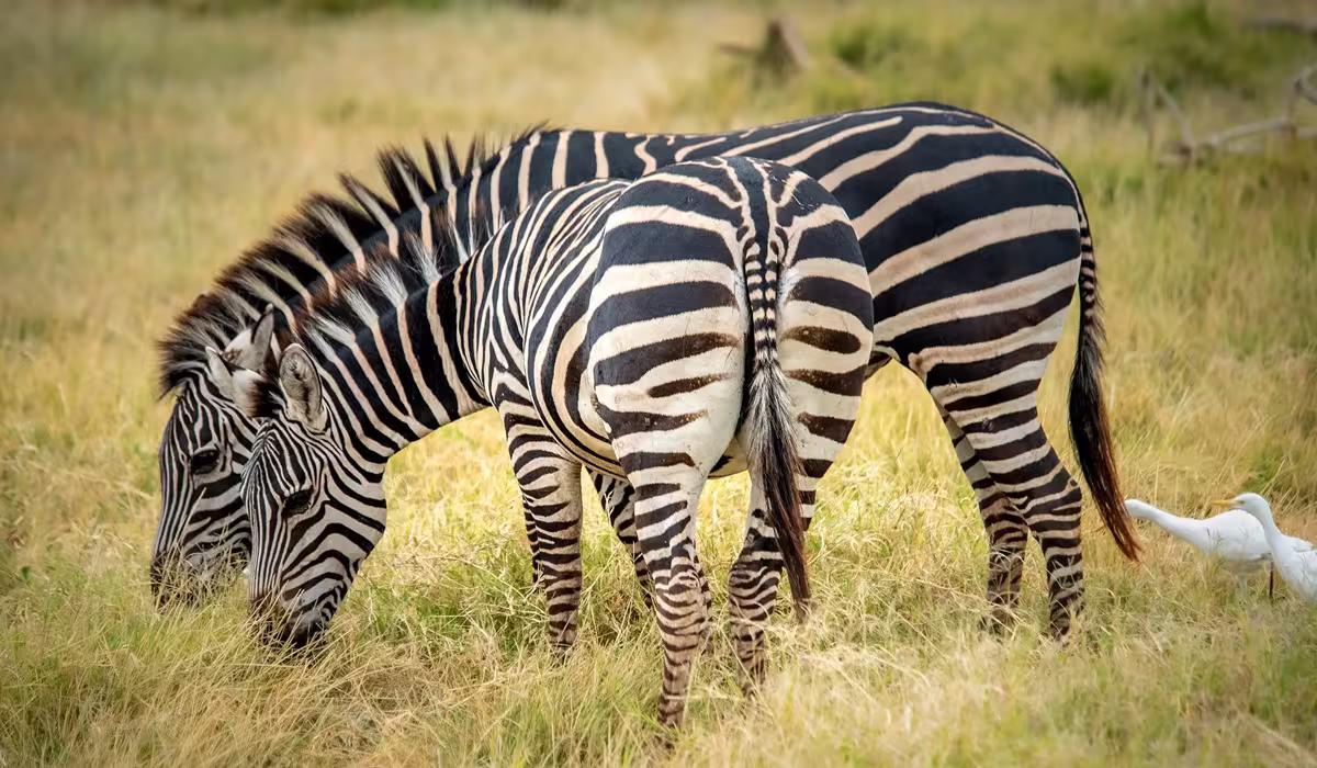 Lake Manyara National Park Activities