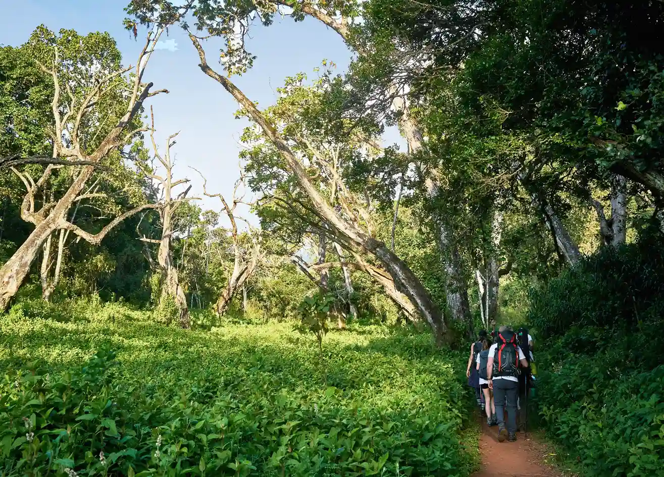 Kilimanjaro Day Hike