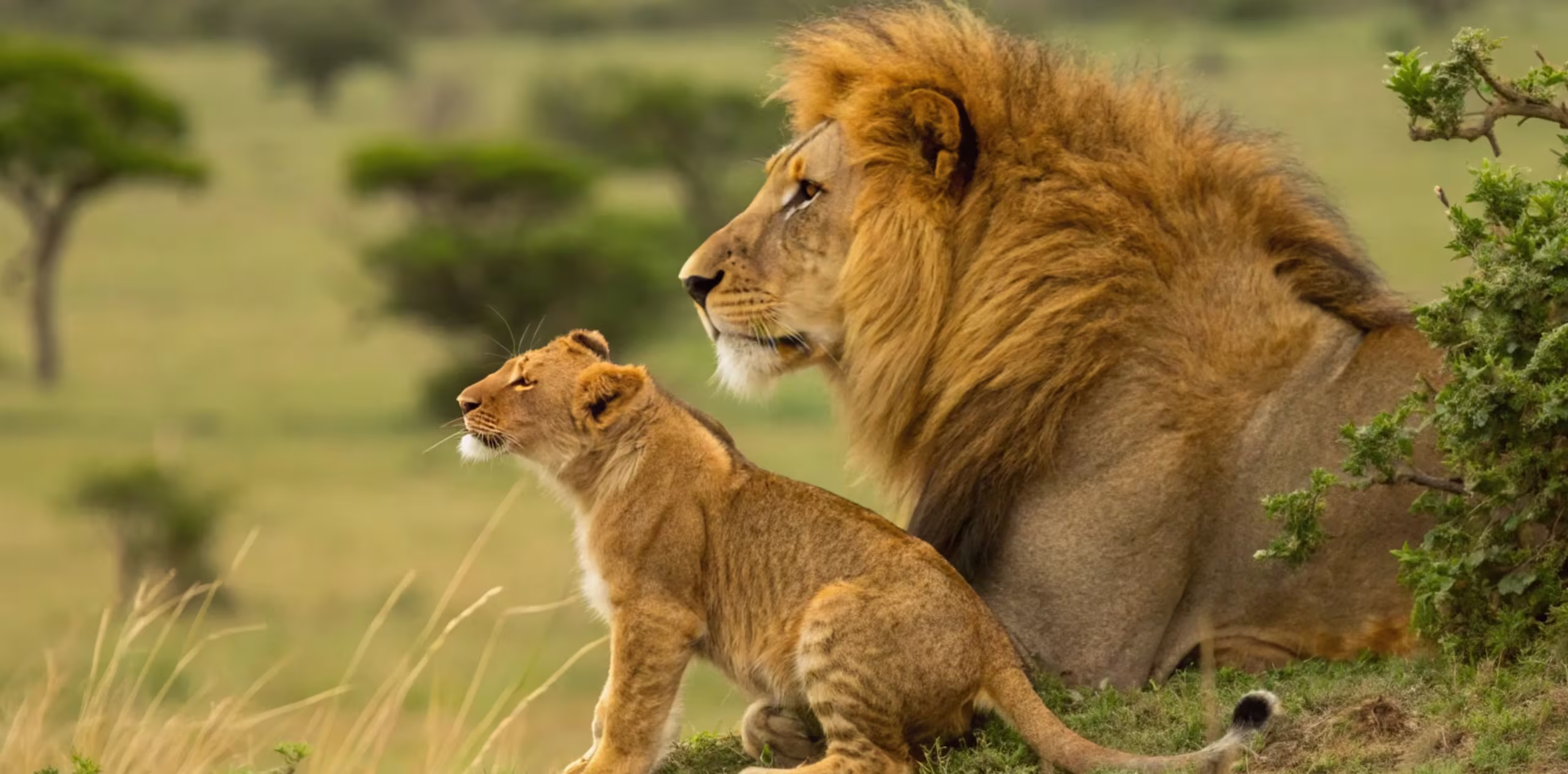 29 Things to Do in Moshi