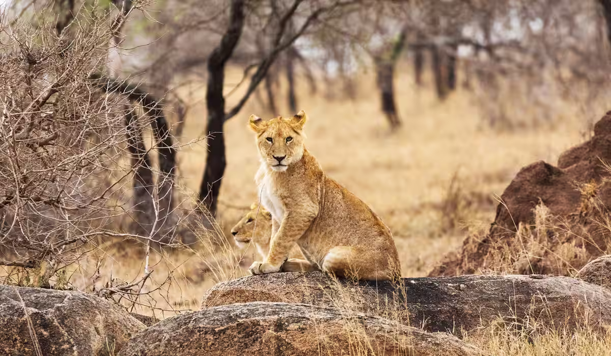 Tanzania Travel Guide