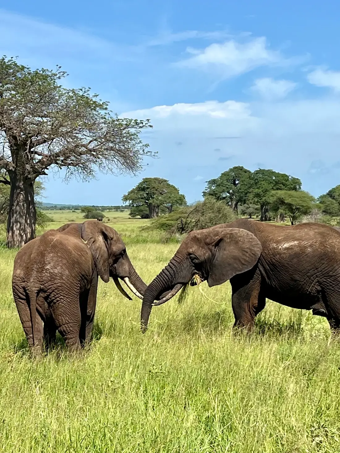 Positive Impact Tanzania