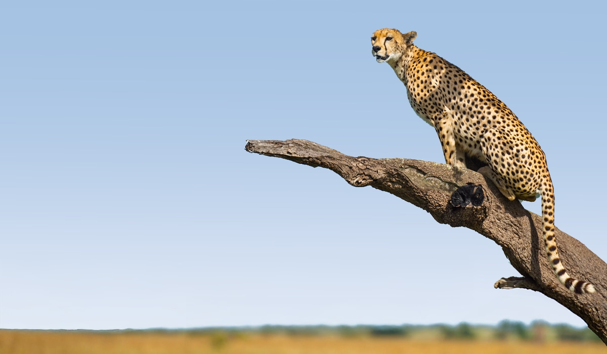 Tanzania Safari Cost From The Usa