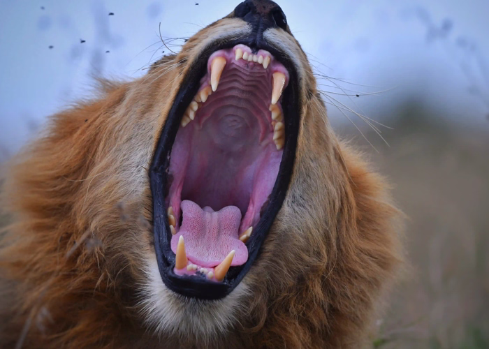 Tanzania Safari Cost Usa