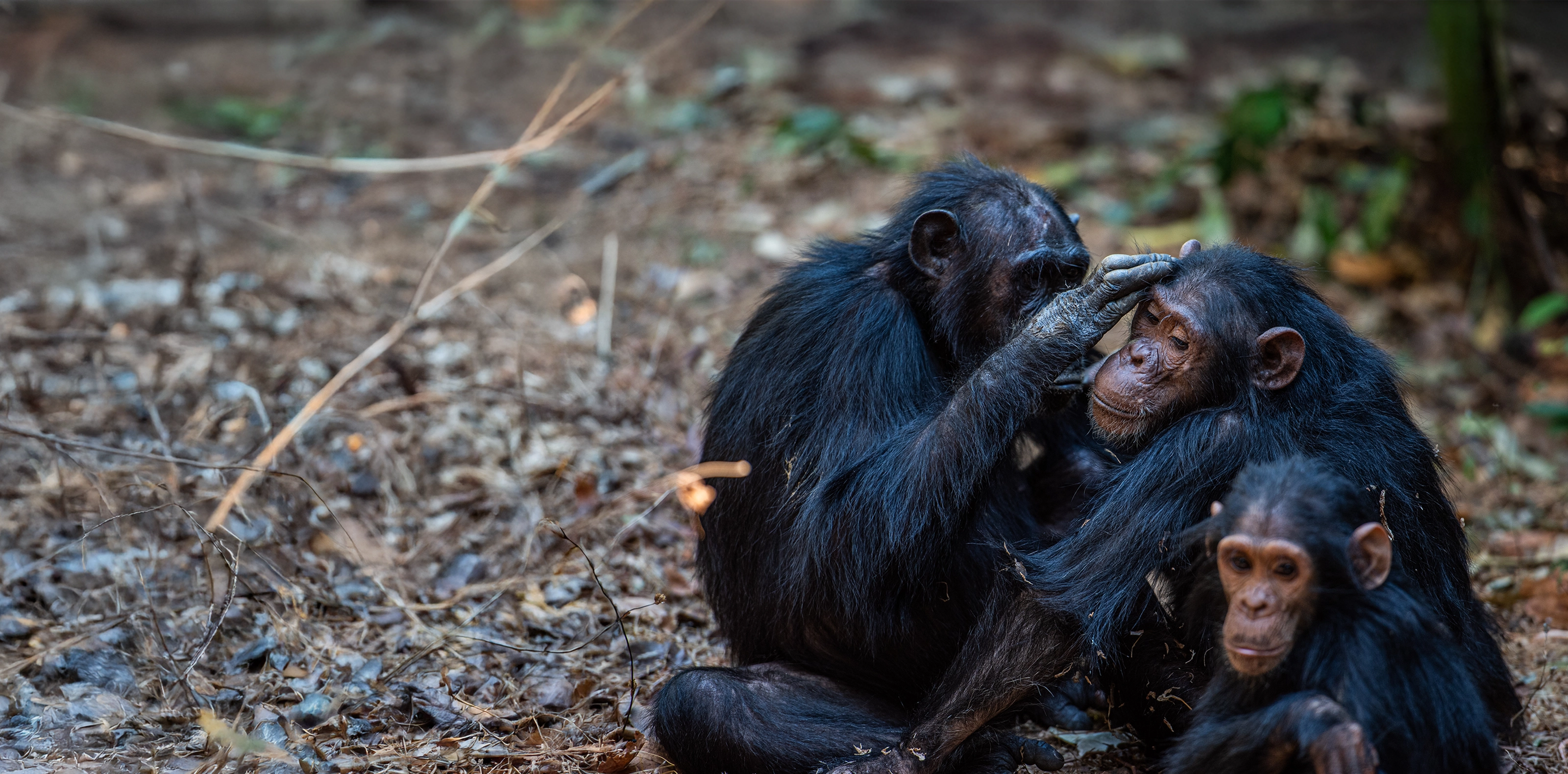 9 Days Western Tanzania Safari