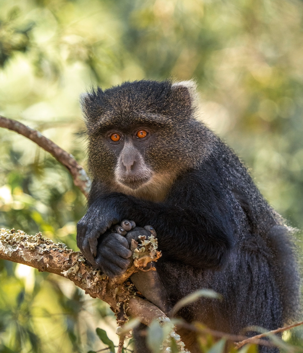 9 Days Western Tanzania Safari