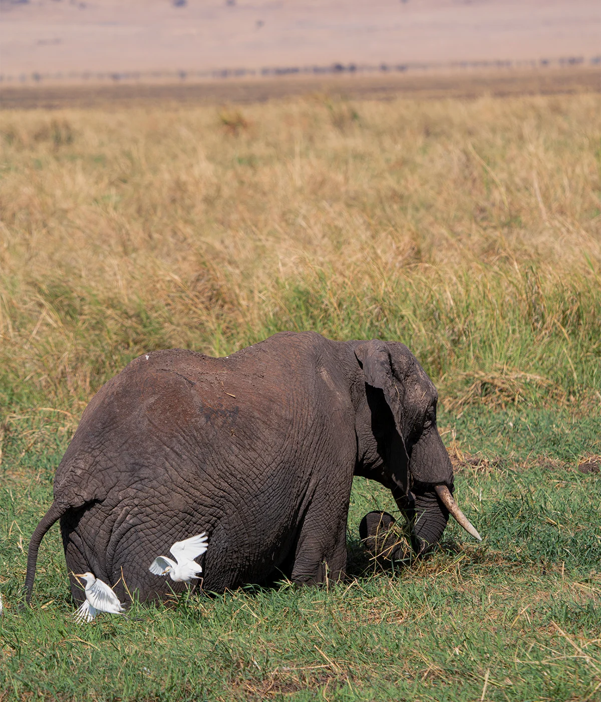 9 Days Western Tanzania Safari