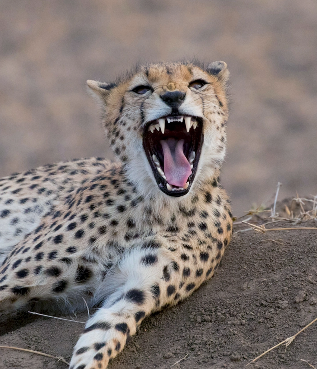 9 Days Western Tanzania Safari