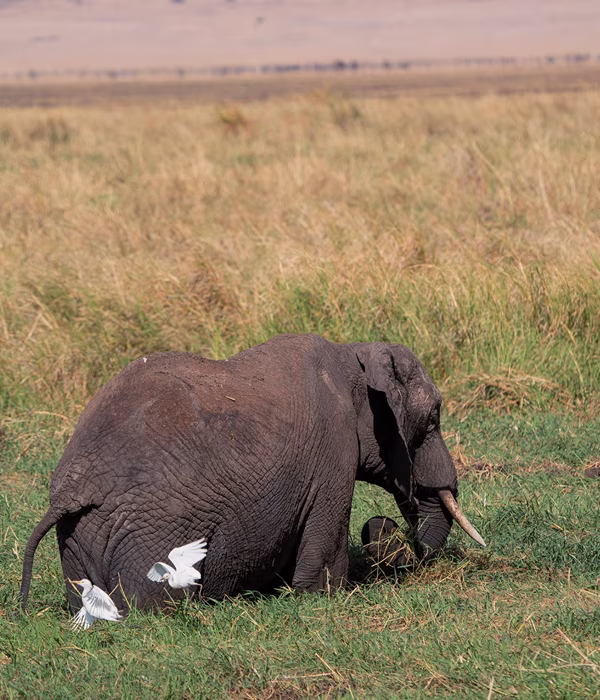 9 Days Western Tanzania Safari