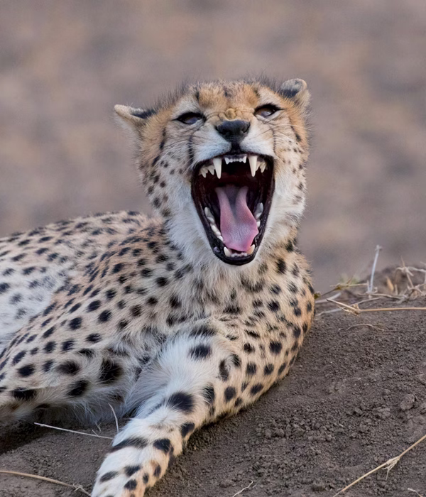 9 Days Western Tanzania Safari